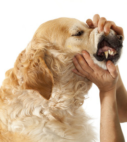 Older Golden Retriever dental examination Older Golden Retriever dental examination