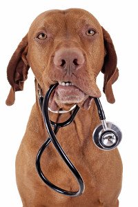 Older Vizla with stethoscope Older Vizla with stethoscope