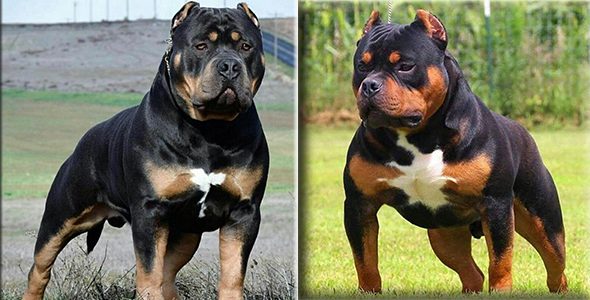 Rottweiler Pitbull Mix Breed Rottweiler Pitbull Mix Breed