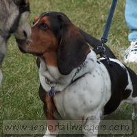 Adult Beagle making friends Adult Beagle making friends