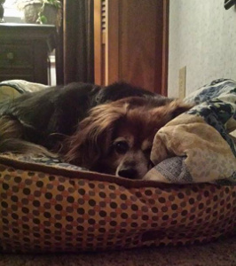 Putting Your Dog To Sleep A HeartWrenching Kindness