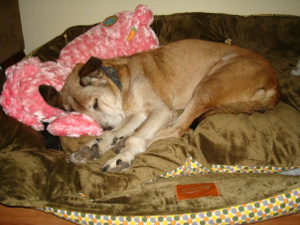 put dog to sleep at home put dog to sleep at home