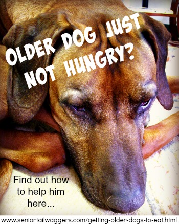 Getting Older Dogs To Eat Tips N Tricks