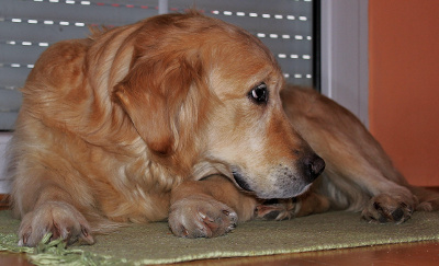 Senior Golden Retriever lying down Senior Golden Retriever lying down