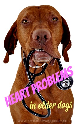 Vizla with stethoscope