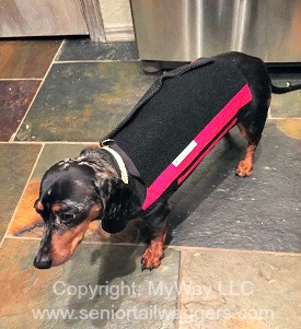 Dachshund with IVDD wearing his back brace