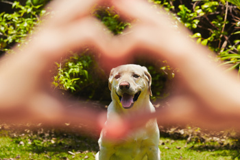 Loved Labrador Loved Labrador