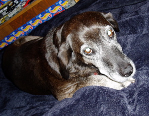 Senior dog lying on blanket looking sad. Senior dog lying on blanket