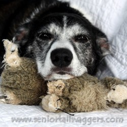 old dog barking at night