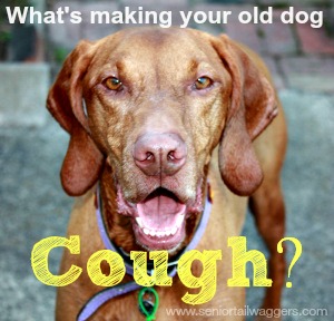 dog coughing at night treatment