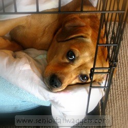 Older dog resting in wire crate Older dog resting in wire crate