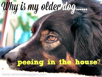 senior dog pooping in house