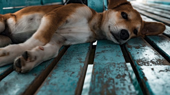 Chylothorax In Dogs Chylothorax In Dogs