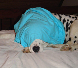 Scared old dog Scared old dog