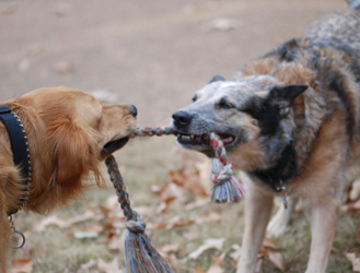 Older dogs playing tug-o-war Older dogs playing tug-o-war