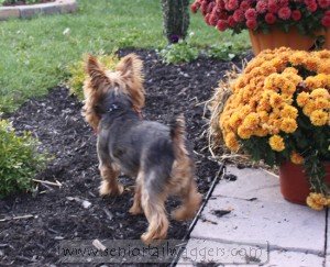 Ældre Yorkshire Terrier